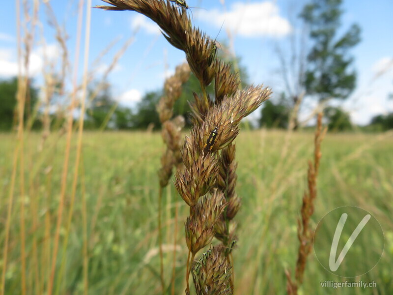 Zweifleck-Weichwanze: 