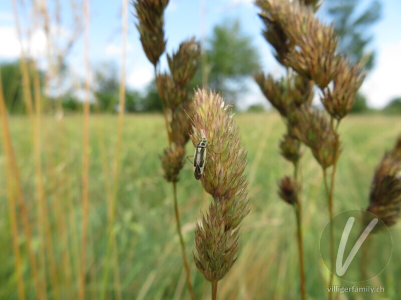 Zweifleck-Weichwanze: 