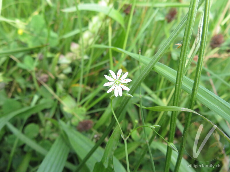 Gras-Sternmiere: Blüten