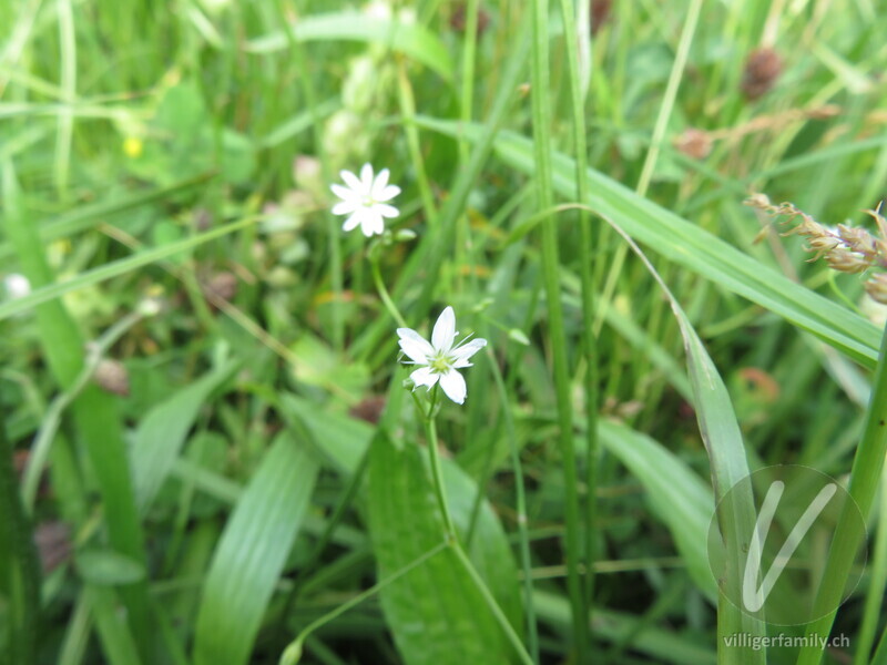 Gras-Sternmiere: Blüten