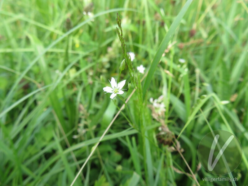Gras-Sternmiere: Blüten
