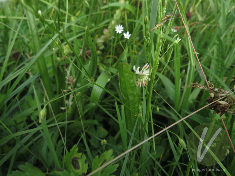 Gras-Sternmiere: Stengel