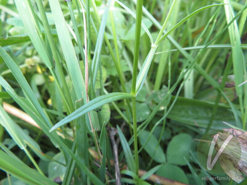 Gras-Sternmiere: Blätter