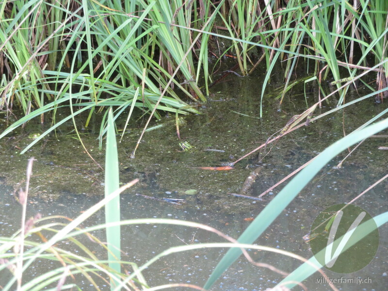 Teichfrosch: 