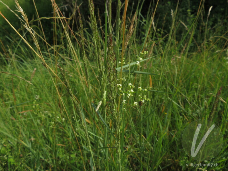 Land-Reitgras: Blüten