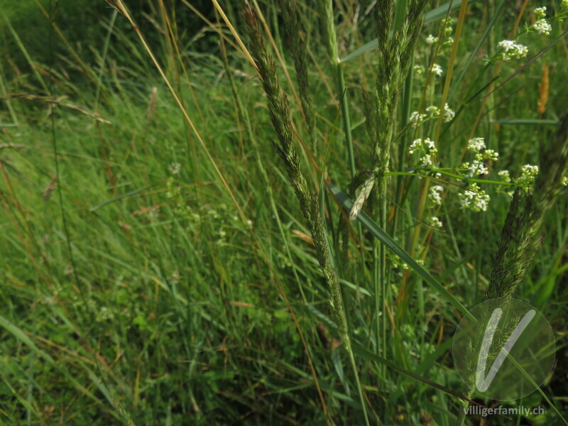Land-Reitgras: Blüten