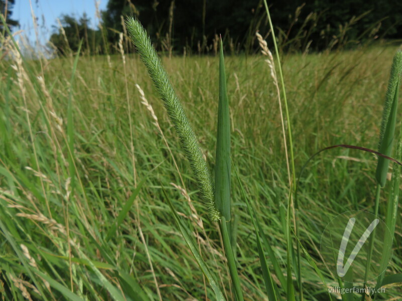Gewöhnliches Wiesen-Lieschgras: Blüten, Blätter