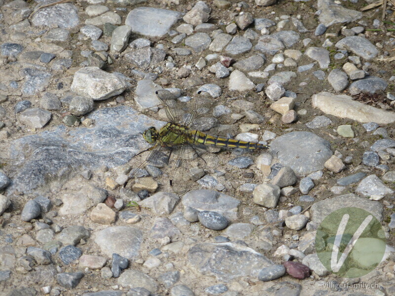 Grosser Blaupfeil: 