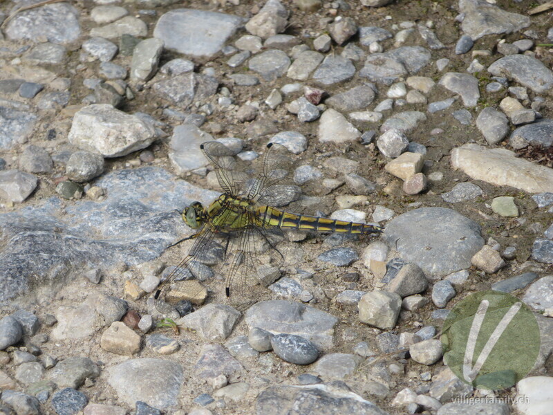 Grosser Blaupfeil: 