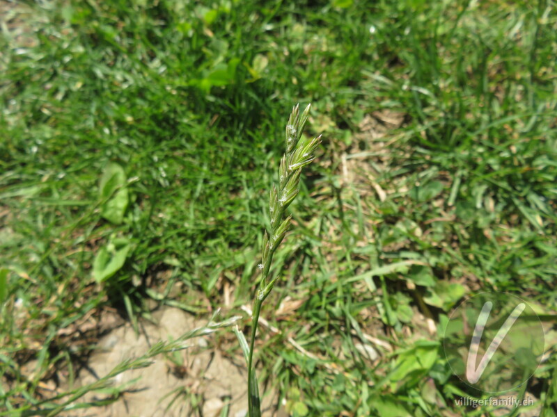 Englisches Raygras: Blüten