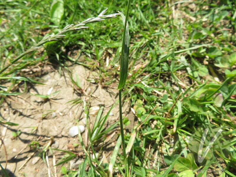 Englisches Raygras: Blätter