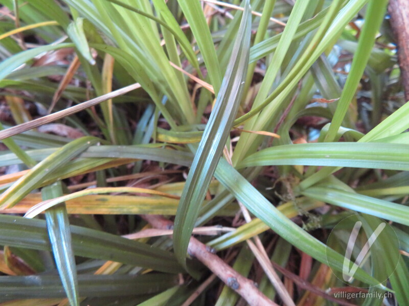 Wald-Segge: Blätter