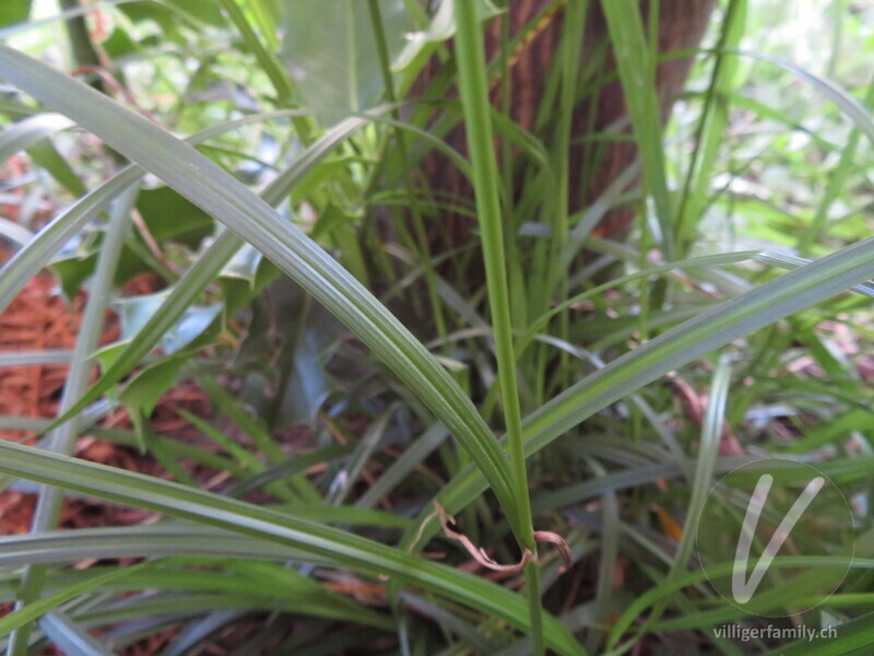 Wald-Segge: Blätter