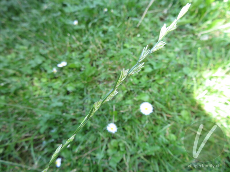 Englisches Raygras: Blüten