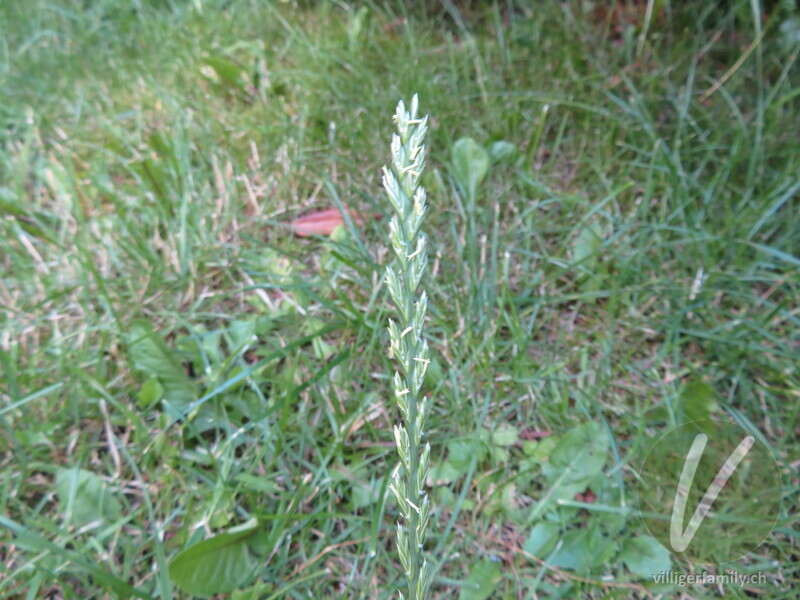 Englisches Raygras: Blüten