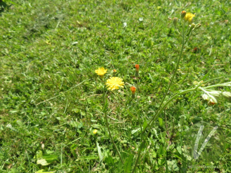 Kleinköpfiger Pippau: Blüten