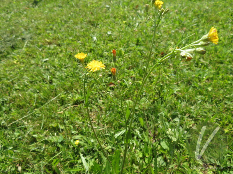 Kleinköpfiger Pippau: Blüten, Gesamtbild