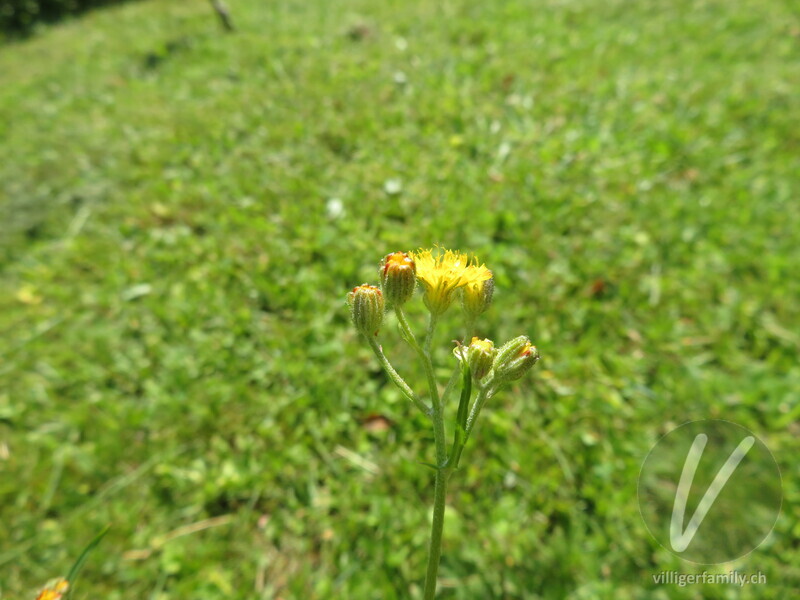 Kleinköpfiger Pippau: Blüten