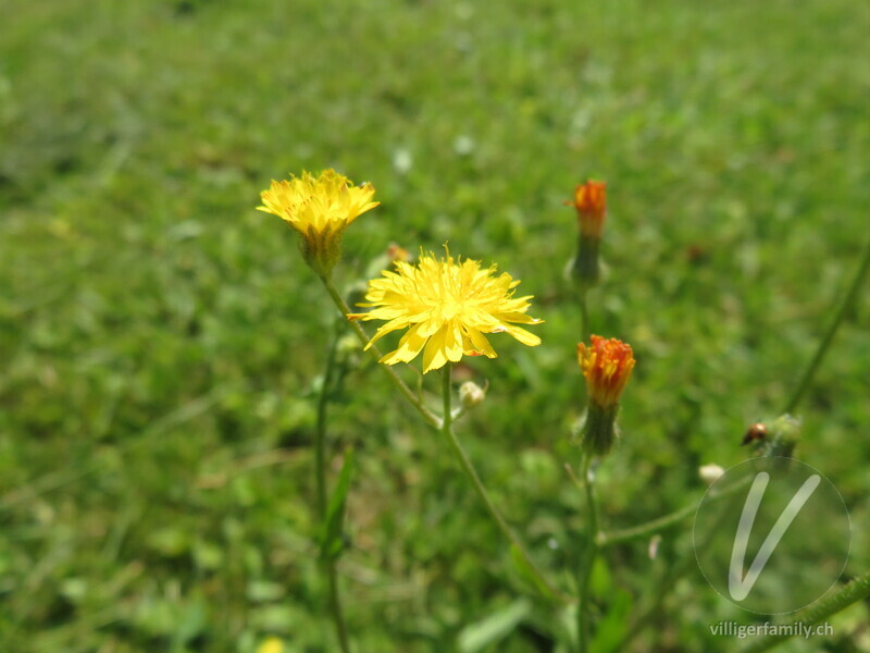 Kleinköpfiger Pippau: Blüten