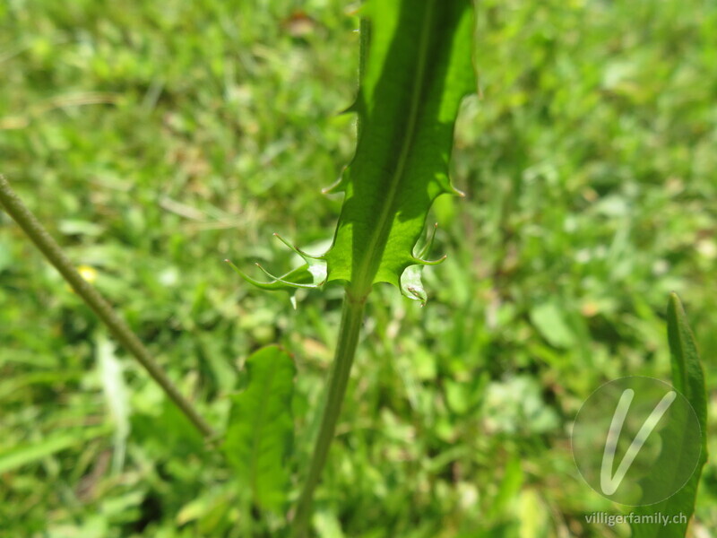 Kleinköpfiger Pippau: Blätter, Stengel