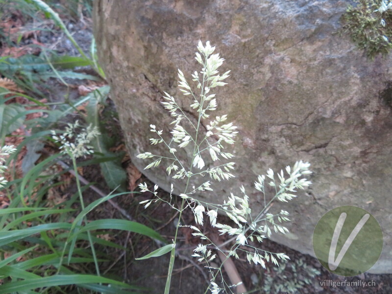 Wolliges Honiggras: Blüten