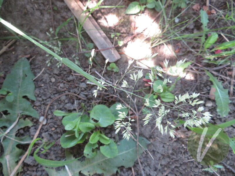 Wolliges Honiggras: Blüten