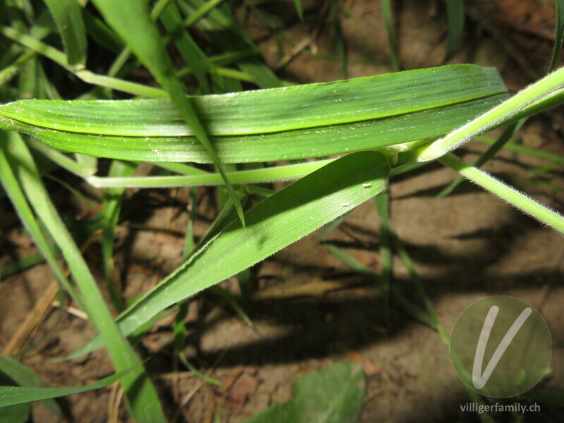 Wolliges Honiggras: Blätter