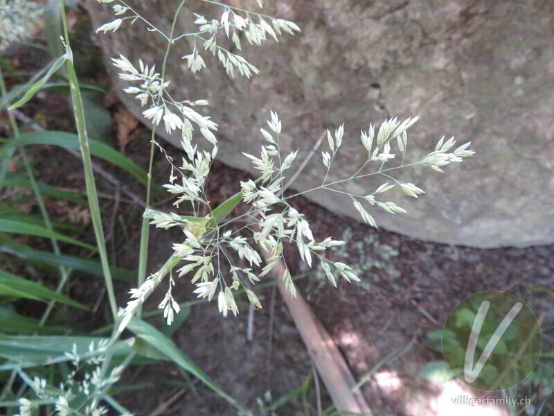 Wolliges Honiggras: Blüten
