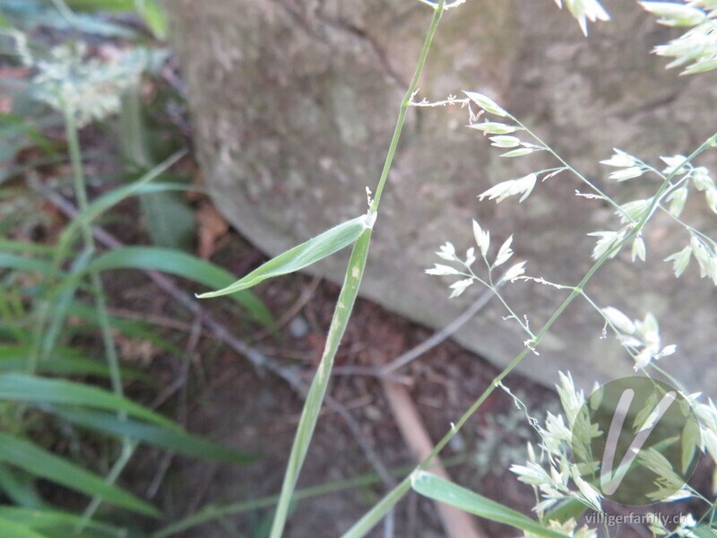 Wolliges Honiggras: Blätter