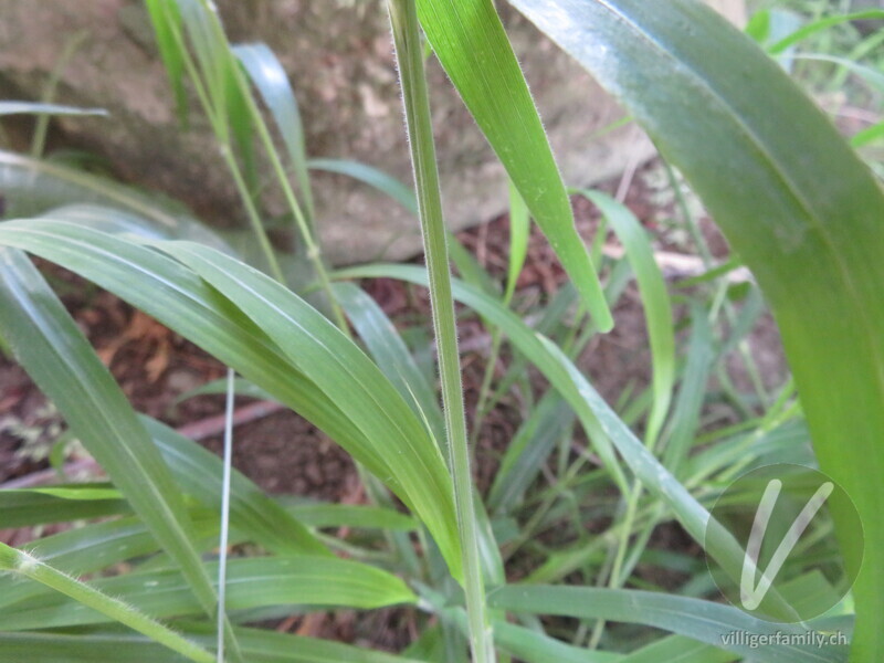 Wolliges Honiggras: Stengel