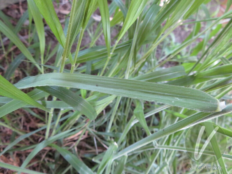 Wolliges Honiggras: Blätter