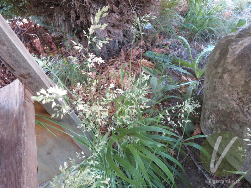 Wolliges Honiggras: Gesamtbild