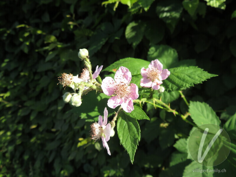 Armenische Brombeere: Blüten