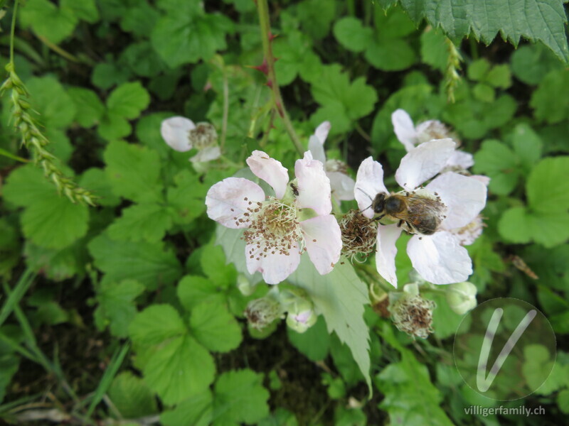 Armenische Brombeere: Blüten