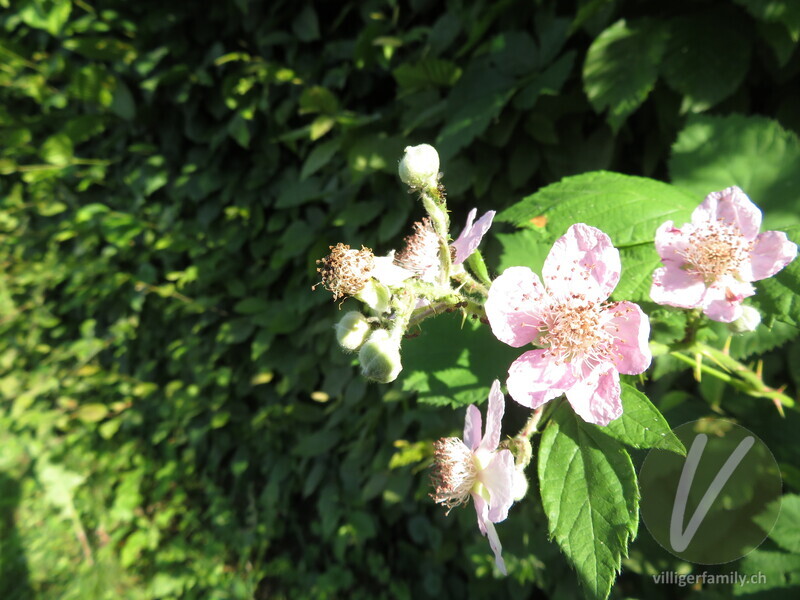 Armenische Brombeere: Blüten