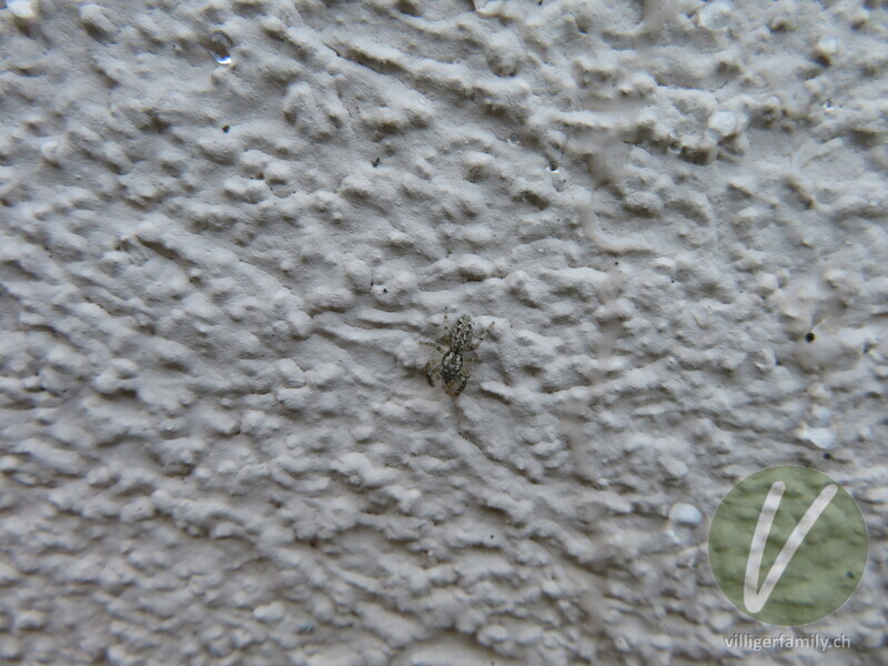 Rinden-Springspinne: 