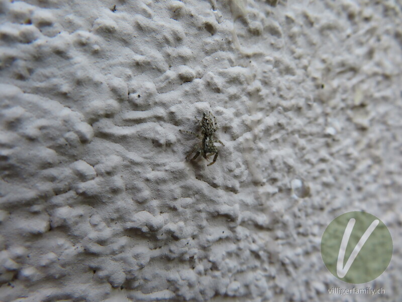Rinden-Springspinne: 