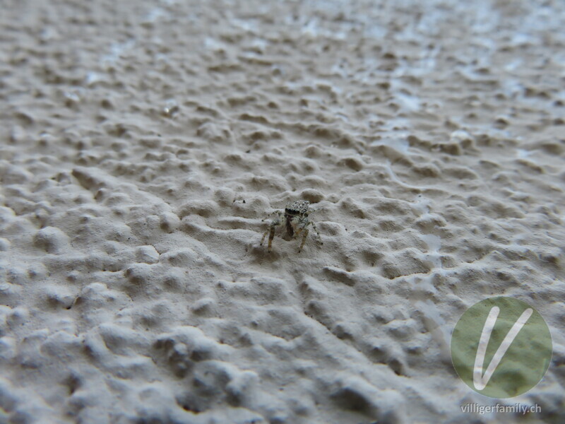 Rinden-Springspinne: 