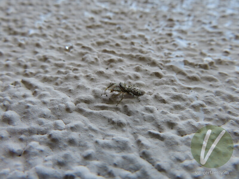 Rinden-Springspinne: 