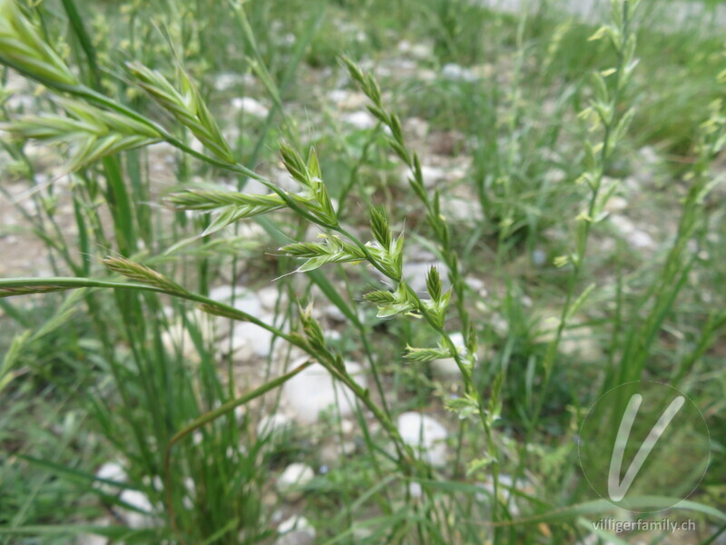 Italienisches Raygras: Blüten