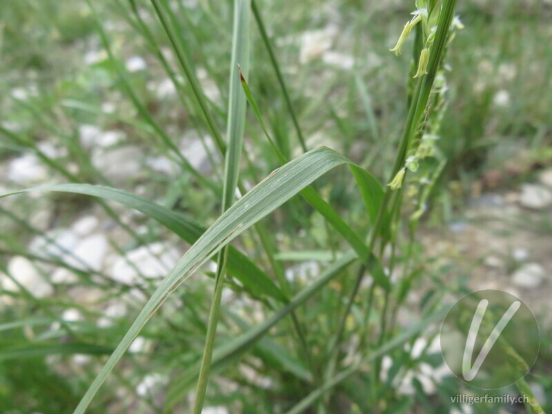 Italienisches Raygras: Blätter