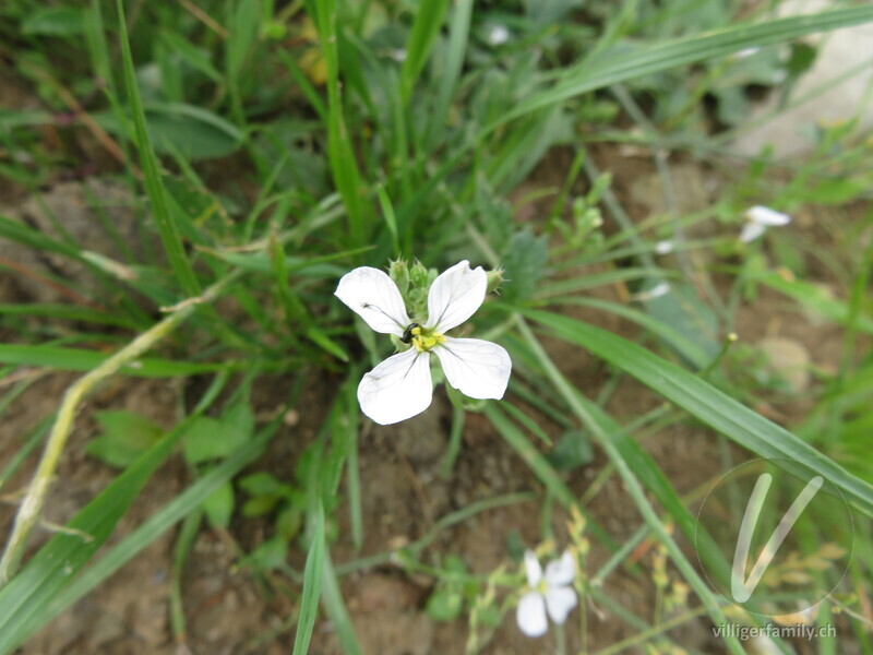 Acker-Rettich: Blüten