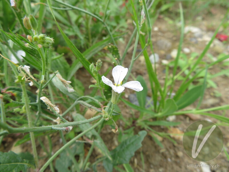 Acker-Rettich: Blüten