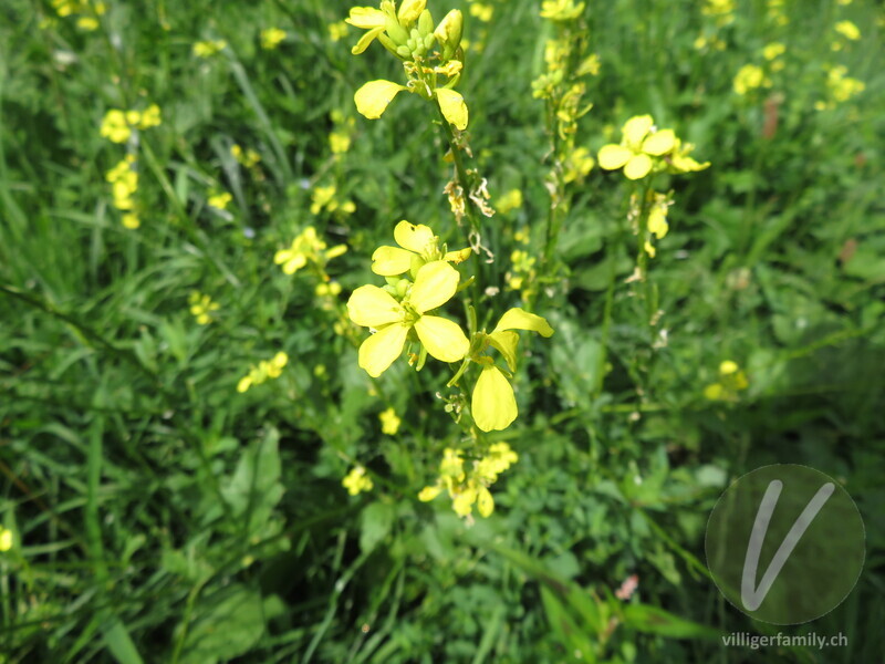 Acker-Senf: Blüten