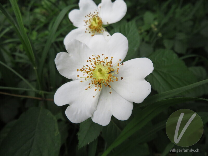 Feld-Rose: Blüten