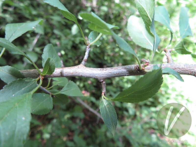 Schwarzdorn: Stengel