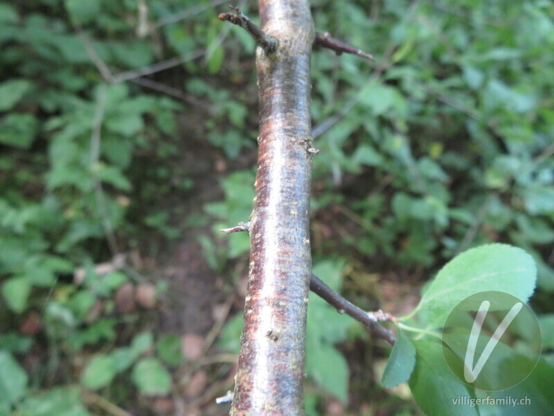 Schwarzdorn: Stengel