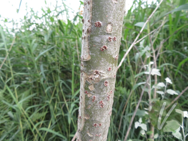 Silber-Pappel: Stengel