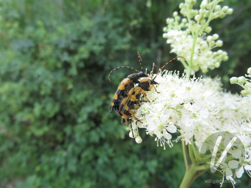 Gefleckter Schmalbock: 