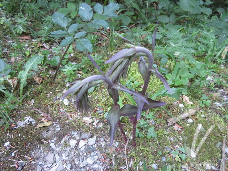 Violette Stendelwurz: 